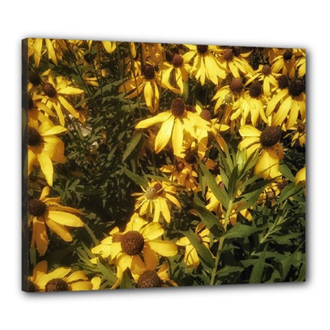 Echinacea paradoxa Canvas 24  x 20  (Stretched)