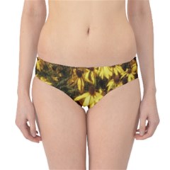 Echinacea paradoxa Hipster Bikini Bottoms