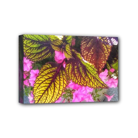 Coleus & Petunia Mini Canvas 6  X 4  (stretched) by Riverwoman