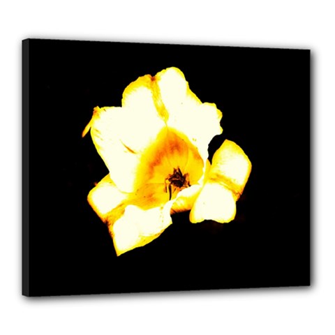 Yellow And Orange Tulip Canvas 24  X 20  (stretched) by okhismakingart