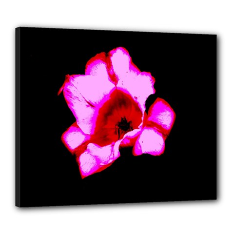 Pink And Red Tulip Canvas 24  X 20  (stretched) by okhismakingart