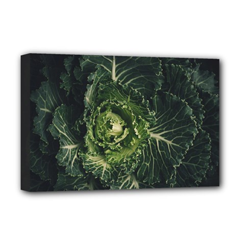 Plant Leaf Flower Green Produce Vegetable Botany Flora Cabbage Macro Photography Flowering Plant Deluxe Canvas 18  X 12  (stretched)