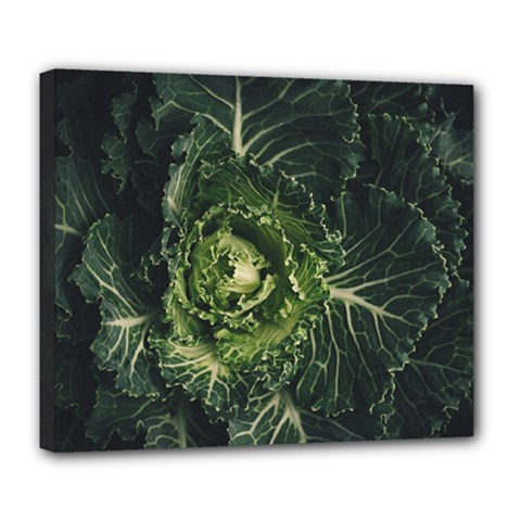 Plant Leaf Flower Green Produce Vegetable Botany Flora Cabbage Macro Photography Flowering Plant Deluxe Canvas 24  X 20  (stretched) by Vaneshart