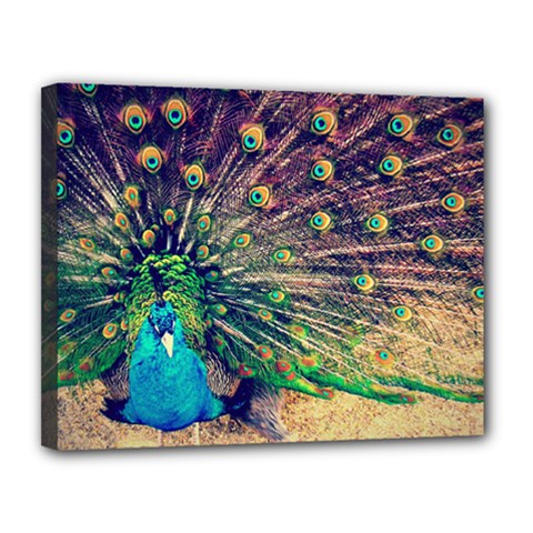 Bird Biology Fauna Material Chile Peacock Plumage Feathers Symmetry Vertebrate Peafowl Canvas 14  X 11  (stretched) by Vaneshart