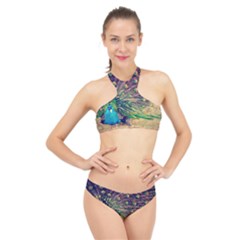 Bird Biology Fauna Material Chile Peacock Plumage Feathers Symmetry Vertebrate Peafowl High Neck Bikini Set by Vaneshart