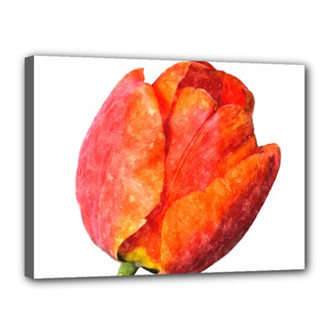 Spring Tulip Red Watercolor Aquarel Canvas 16  X 12  (stretched) by picsaspassion
