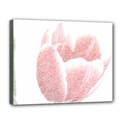 Tulip Red White Pencil Drawing Canvas 14  X 11  (stretched)