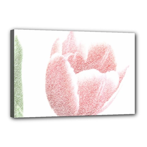 Tulip Red White Pencil Drawing Canvas 18  X 12  (stretched)