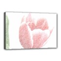 Tulip red white pencil drawing Canvas 18  x 12  (Stretched) View1