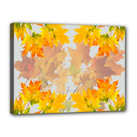Autumn Maple Leaves, Floral Art Canvas 16  X 12  (stretched) by picsaspassion