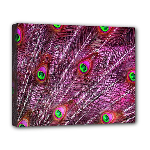 Peacock Feathers Color Plumage Deluxe Canvas 20  X 16  (stretched)