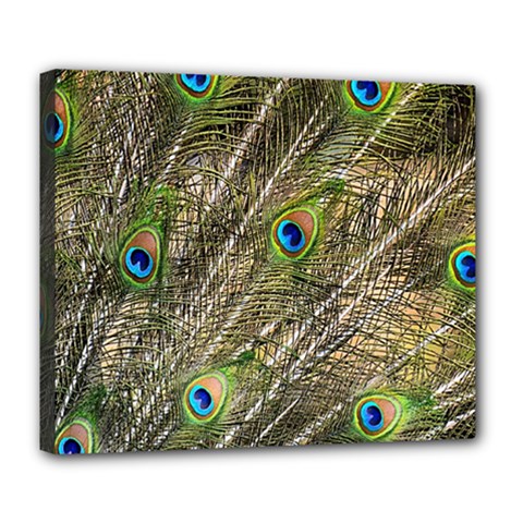 Peacock Feathers Color Plumage Green Deluxe Canvas 24  X 20  (stretched)