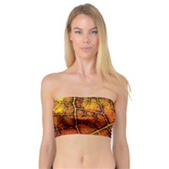 Autumn Leaves Forest Fall Color Bandeau Top by Wegoenart