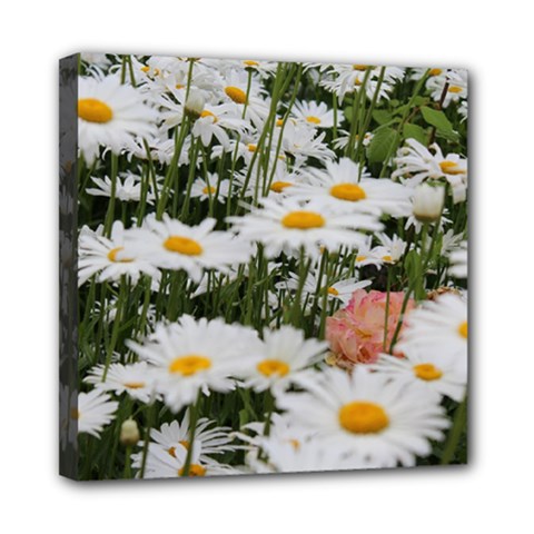 Champs De Marguerites Mini Canvas 8  X 8  (stretched)