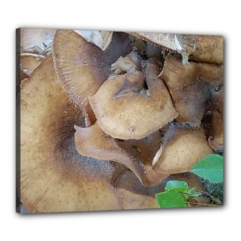 Close Up Mushroom Abstract Canvas 24  X 20  (stretched) by Fractalsandkaleidoscopes