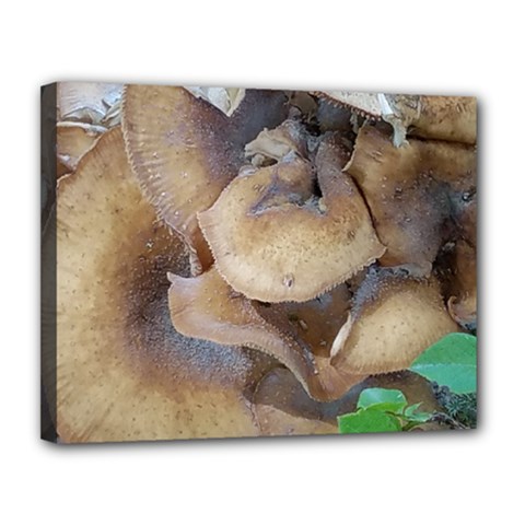 Close Up Mushroom Abstract Canvas 14  X 11  (stretched) by Fractalsandkaleidoscopes