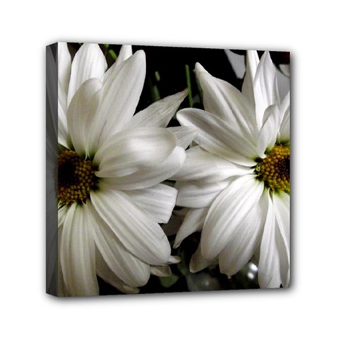 Daisies Mini Canvas 6  X 6  (stretched) by bestdesignintheworld