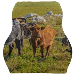 Cows At Countryside, Maldonado Department, Uruguay Car Seat Velour Cushion  by dflcprints