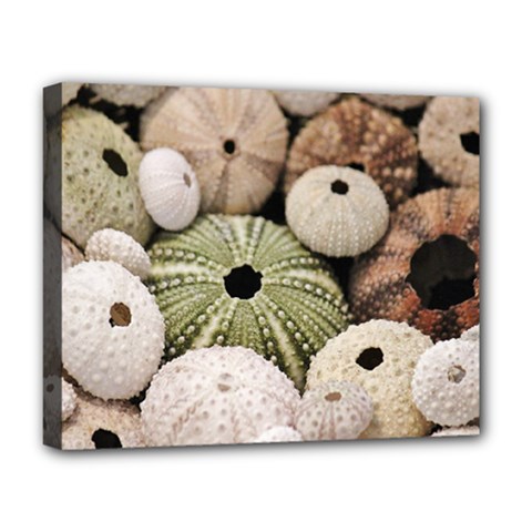 Sea Urchins Deluxe Canvas 20  X 16  (stretched) by TheLazyPineapple