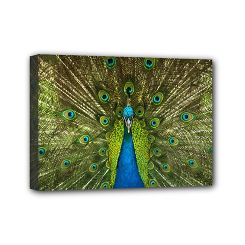 Peacock Feathers Bird Nature Mini Canvas 7  x 5  (Stretched)