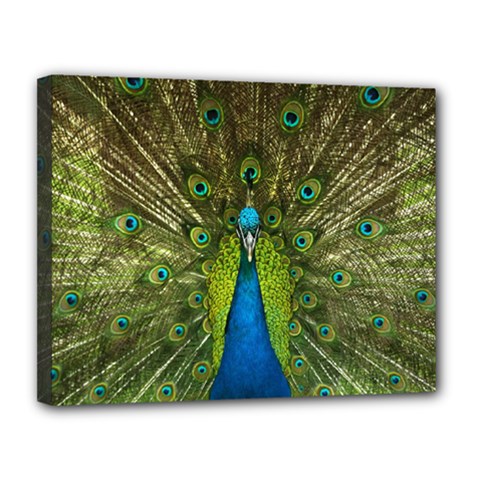 Peacock Feathers Bird Nature Canvas 14  x 11  (Stretched)