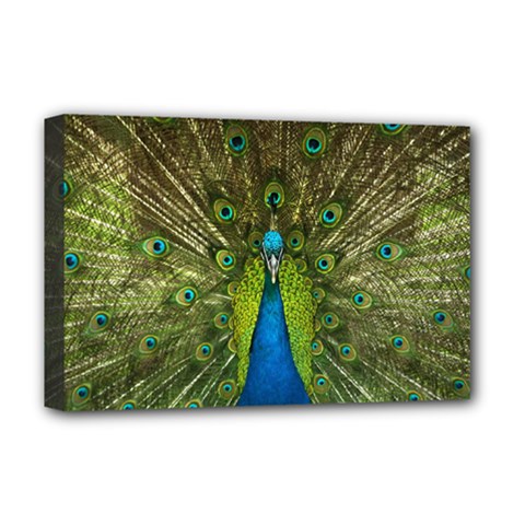 Peacock Feathers Bird Nature Deluxe Canvas 18  X 12  (stretched) by Vaneshart