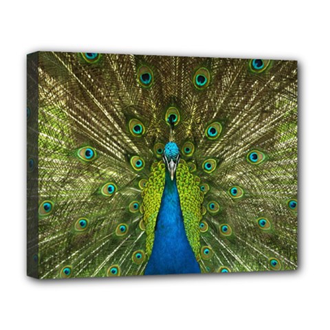 Peacock Feathers Bird Nature Deluxe Canvas 20  X 16  (stretched) by Vaneshart