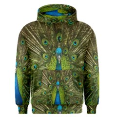 Peacock Feathers Bird Nature Men s Core Hoodie