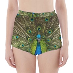 Peacock Feathers Bird Nature High-Waisted Bikini Bottoms