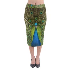 Peacock Feathers Bird Nature Midi Pencil Skirt