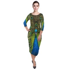 Peacock Feathers Bird Nature Quarter Sleeve Midi Velour Bodycon Dress