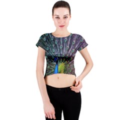 Peacock Colors Bird Colorful Crew Neck Crop Top