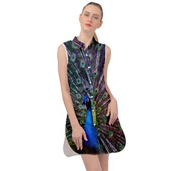 Peacock Colors Bird Colorful Sleeveless Shirt Dress