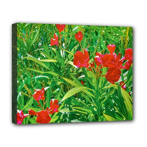 Red Flowers And Green Plants At Outdoor Garden Deluxe Canvas 20  X 16  (stretched) by dflcprintsclothing