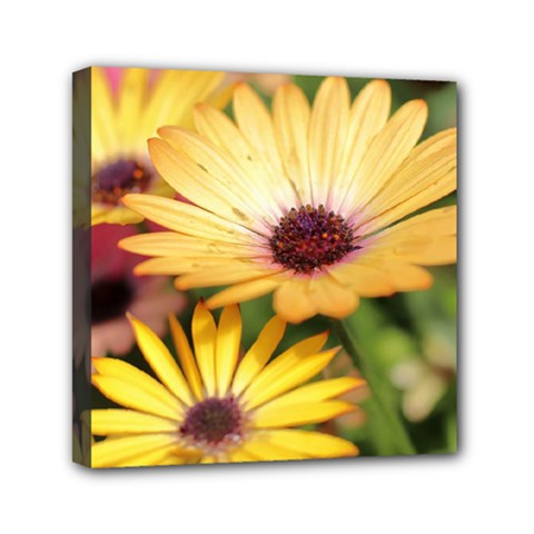 Yellow Flowers Mini Canvas 6  x 6  (Stretched)