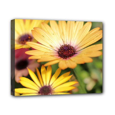 Yellow Flowers Canvas 10  x 8  (Stretched)