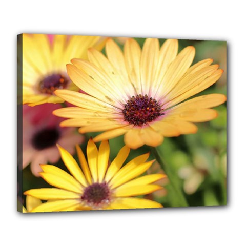 Yellow Flowers Canvas 20  x 16  (Stretched)