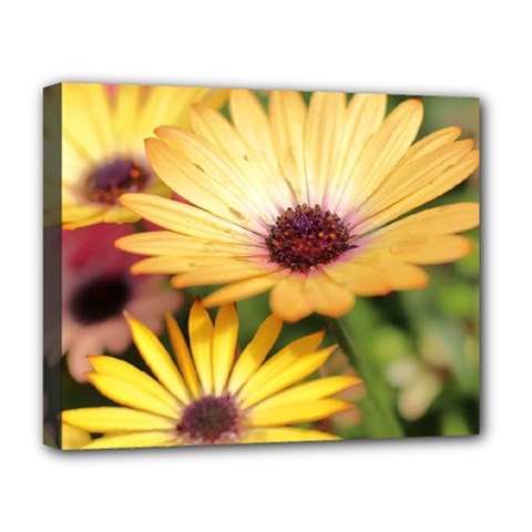 Yellow Flowers Deluxe Canvas 20  x 16  (Stretched)