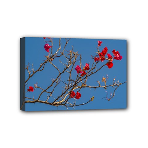 Santa Rita Flower Photo001 Mini Canvas 6  x 4  (Stretched)