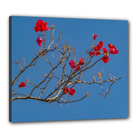 Santa Rita Flower Photo001 Canvas 24  x 20  (Stretched)