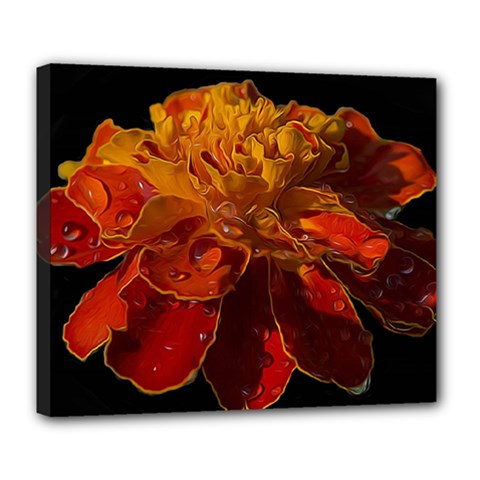 Marigold On Black Deluxe Canvas 24  X 20  (stretched) by MichaelMoriartyPhotography