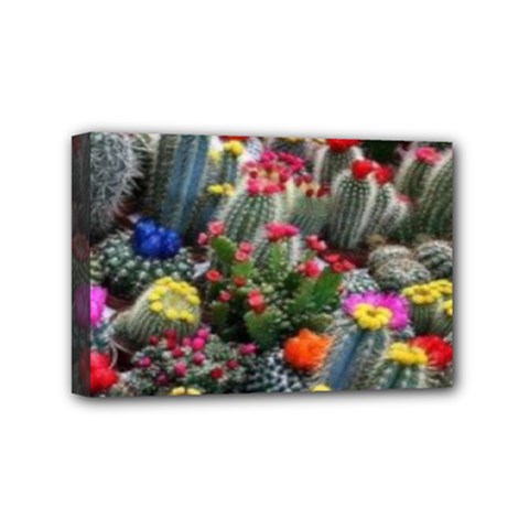 Cactus Mini Canvas 6  X 4  (stretched) by Sparkle