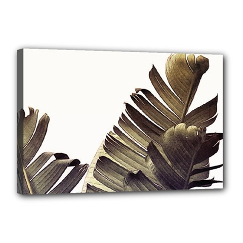 Vintage Banana Leaves Canvas 18  X 12  (stretched) by goljakoff