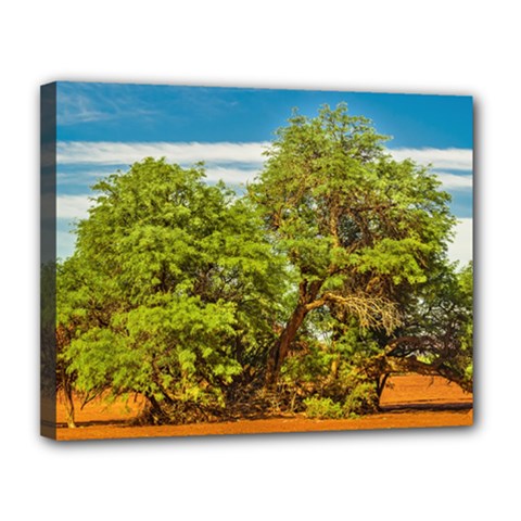 Carob Tree, Talampaya National Park, La Rioja, Argentina Canvas 14  X 11  (stretched) by dflcprintsclothing