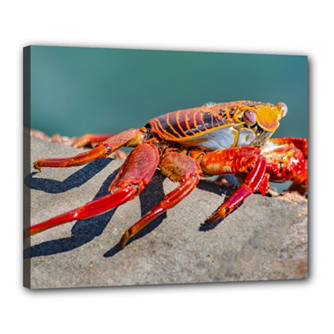 Colored Crab, Galapagos Island, Ecuador Canvas 20  X 16  (stretched) by dflcprintsclothing