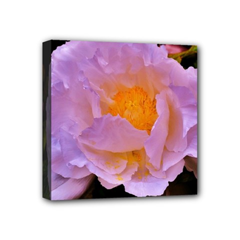 Flower Of Light  Mini Canvas 4  X 4  (stretched) by maearthnaturegoddess