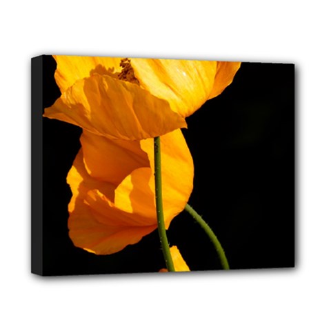 Yellow Poppies Canvas 10  X 8  (stretched)