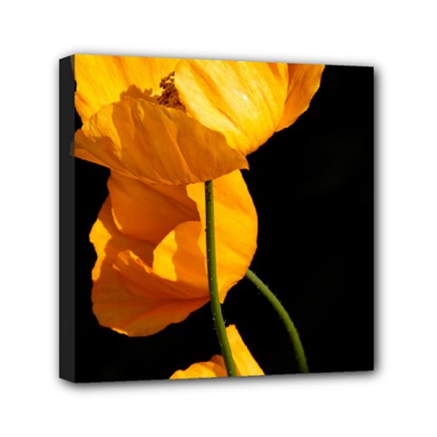 Yellow Poppies Mini Canvas 6  X 6  (stretched) by Audy