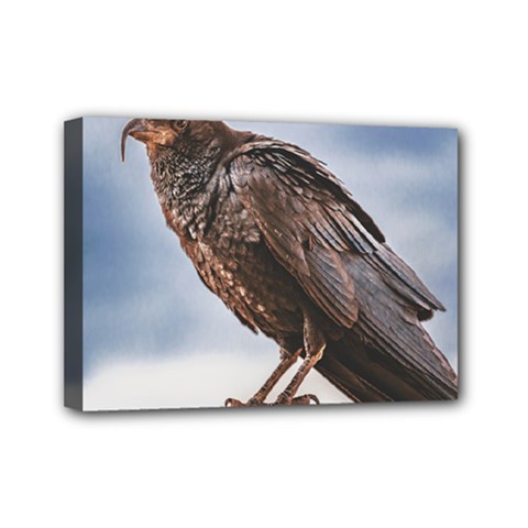 Black Crow Standing At Rock Mini Canvas 7  X 5  (stretched)