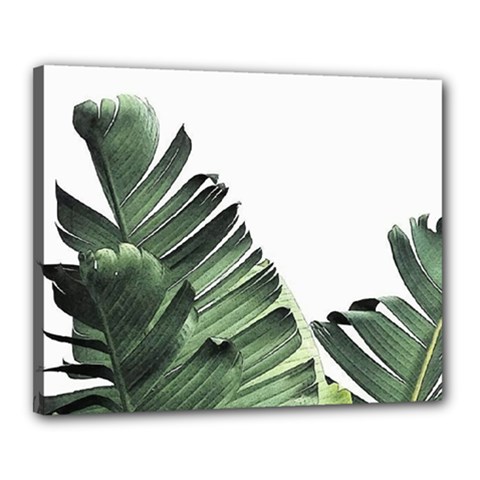 Banana Leaves Canvas 20  X 16  (stretched) by goljakoff